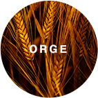 Image illustration Orge