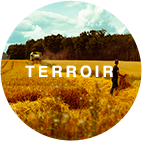 Image illustration terroir